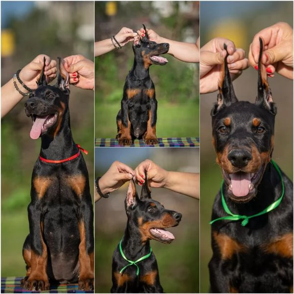 Doberman cuccioli | Foto 0
