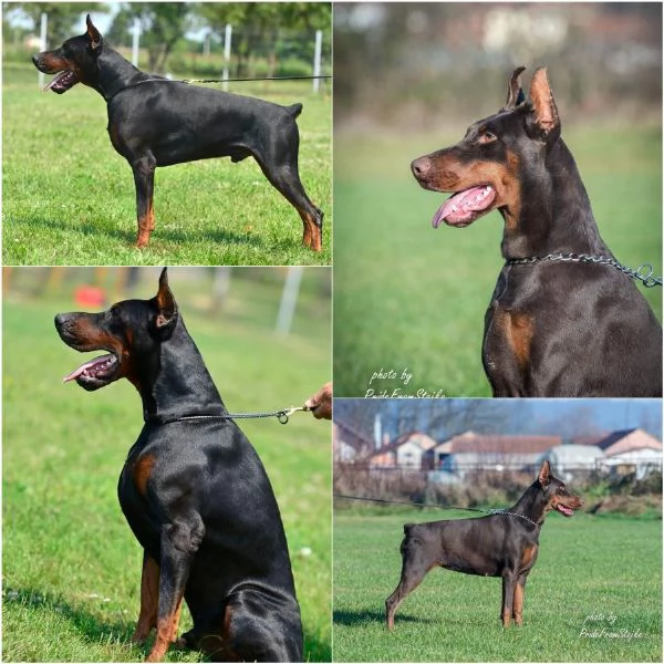 Doberman cuccioli