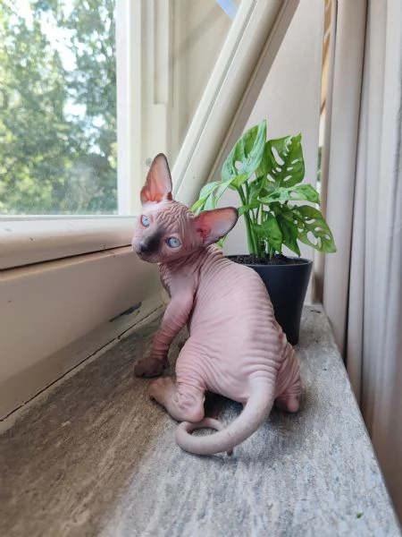 Cuccioli Canadian Sphynx  | Foto 7