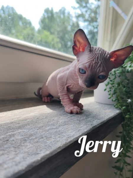 Cuccioli Canadian Sphynx  | Foto 3