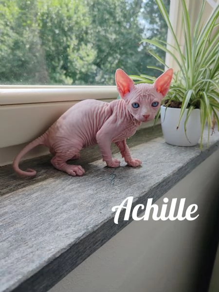 Cuccioli Canadian Sphynx  | Foto 2