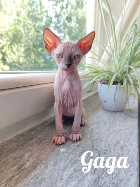 Cuccioli Canadian Sphynx  | Foto 0