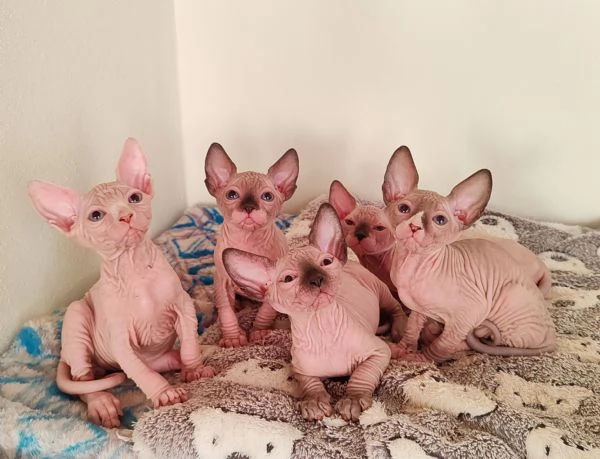 Cuccioli Canadian Sphynx 