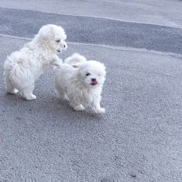 Bellissimi cuccioli maltesi in adozione  | Foto 1