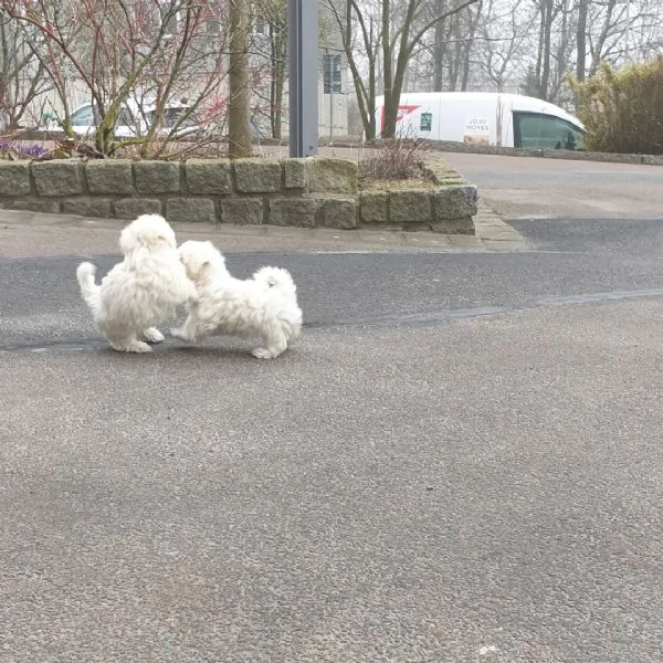 Bellissimi cuccioli maltesi in adozione  | Foto 0