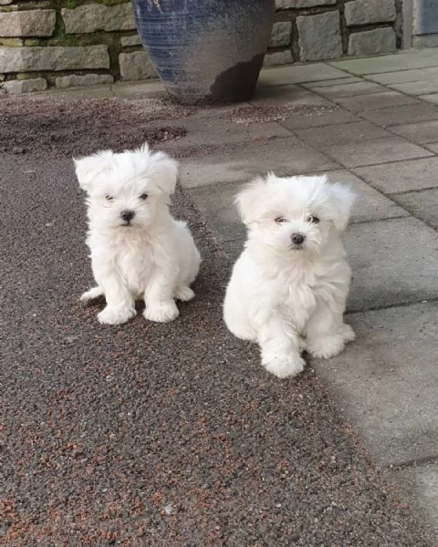 Bellissimi cuccioli maltesi in adozione 