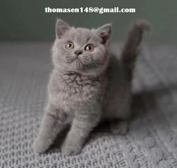 5 British shorthair cucciolo 3 mesi