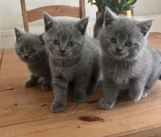 Gttini British shorthair