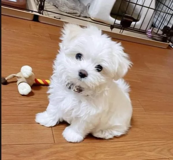 Regala Maltese toy disponibile