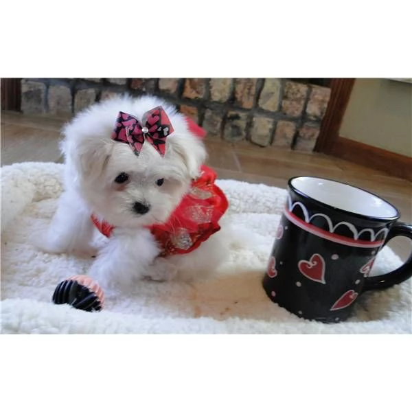 CUCCIOLI DI MALTESE 