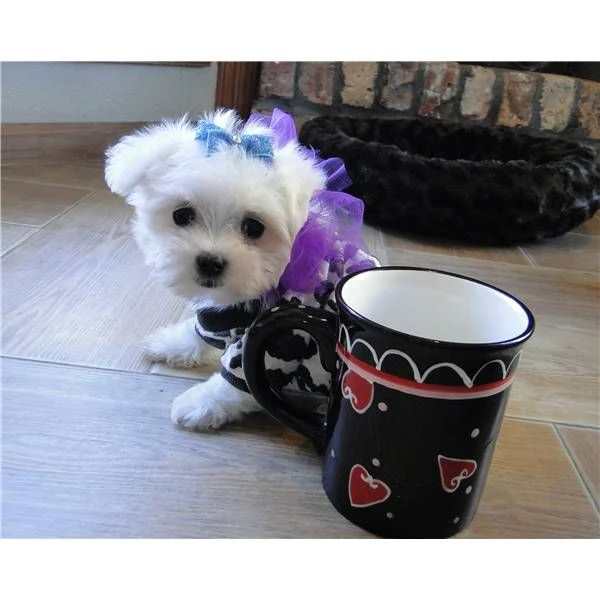 CUCCIOLI DI MALTESE MINI TOY!..