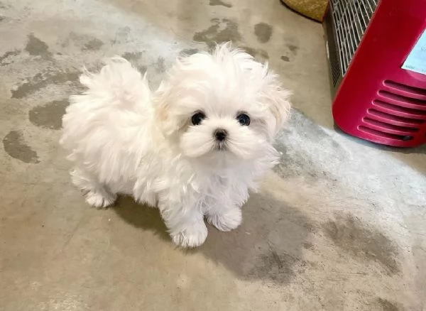 Regala Maltese mini toy  | Foto 0