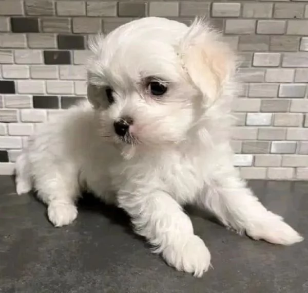 Maltesi coreani | Foto 0