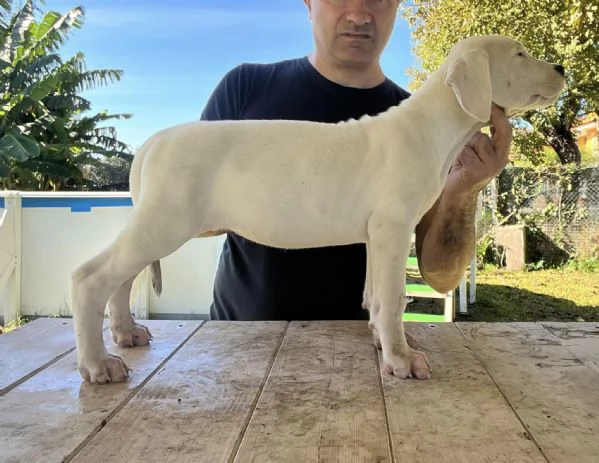Dogo Argentino cuccioli | Foto 0
