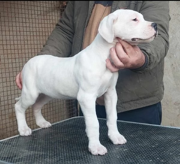 Disponibili cuccioli di dogo Argentino | Foto 0
