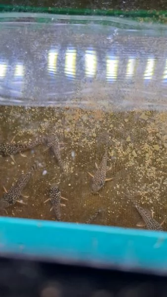 PESCI TROPICALI - GIOVANI CORIDORAS STERBAI, da me riprodotti...