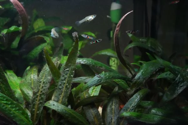 PESCI TROPICALI - POECILIA WINGEI CAMPOMA EL TIGRE'