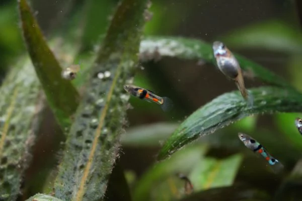 PESCI TROPICALI - POECILIA WINGEI CAMPOMA EL TIGRE' | Foto 3