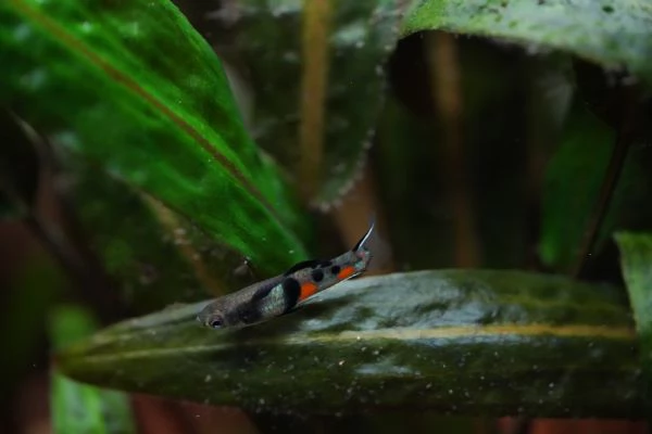 PESCI TROPICALI - POECILIA WINGEI CAMPOMA EL TIGRE' | Foto 2