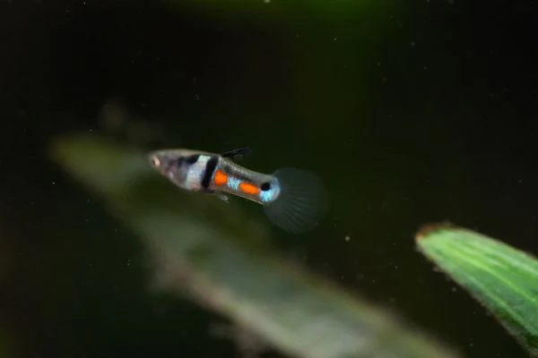 PESCI TROPICALI - POECILIA WINGEI CAMPOMA EL TIGRE' | Foto 1