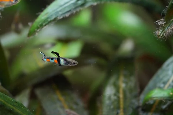 PESCI TROPICALI - POECILIA WINGEI CAMPOMA EL TIGRE' | Foto 0