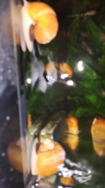 PESCI TROPICALI - LUMACHE AMPULLARIE GOLD (Gialle), da me riprodotte..