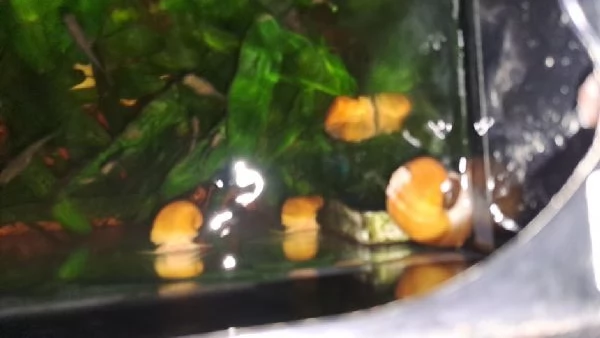 LUMACHE TROPICALI - AMPULLARIE GOLD, da me riprodotte..