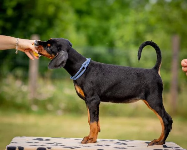 Doberman cuccioli