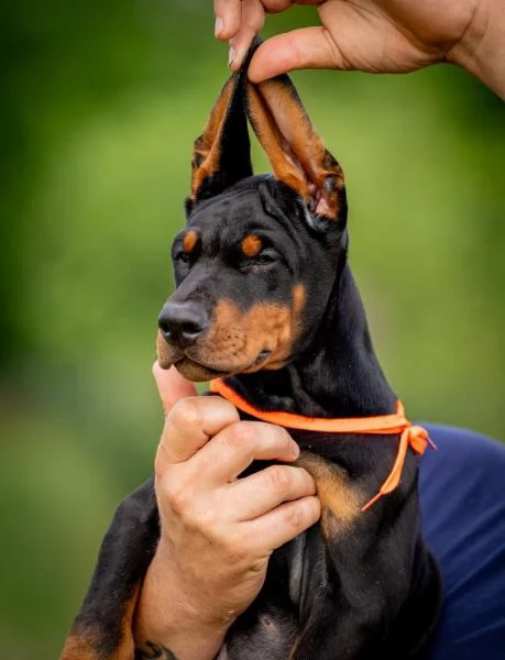 Doberman cuccioli | Foto 5