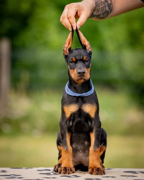 Doberman cuccioli | Foto 4