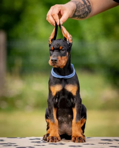 Doberman cuccioli | Foto 3