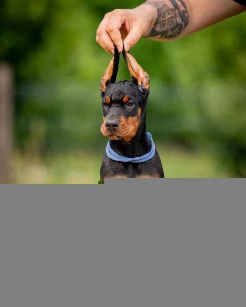 Doberman cuccioli | Foto 1