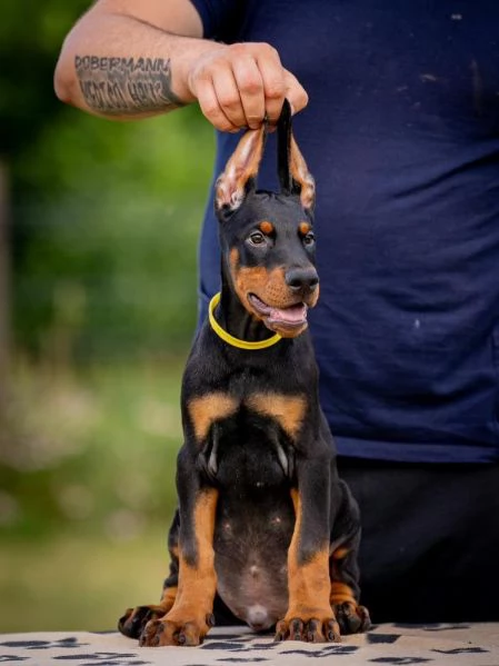 Doberman cuccioli | Foto 0