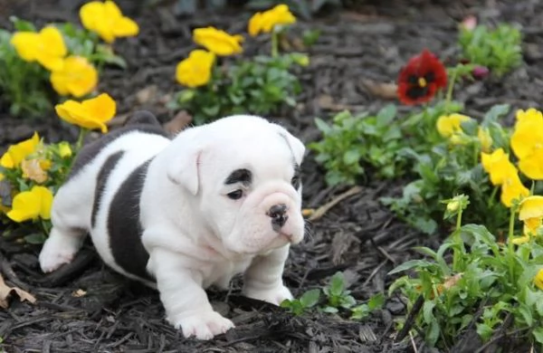 Cuccioli di Bulldog inglese  | Foto 1