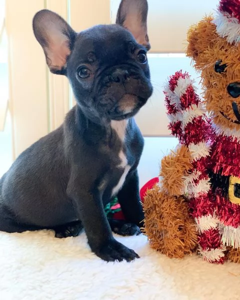 Cuccioli di Bulldog francese in adozione | Foto 1