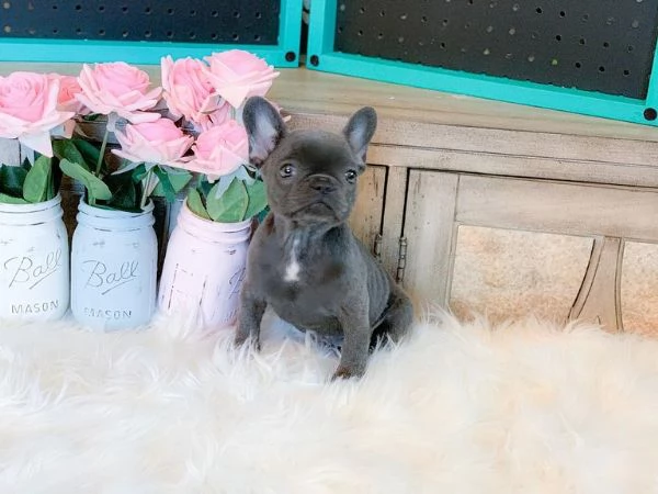 Cuccioli di Bulldog francese in adozione | Foto 0
