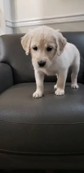 Cuccioli di Golden retriever 3 mesi