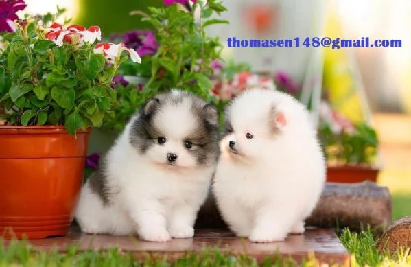 Due cuccioli di Pomerania disponibili