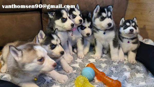 siberian husky con pedigree!