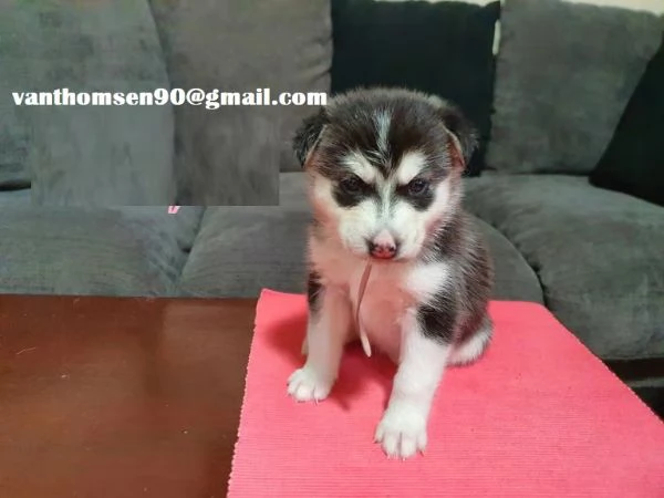 Husky Siberian
