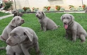 cuccioli labrador retrievers
