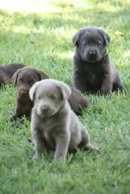 cuccioli labrador retrievers | Foto 0