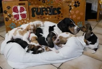 Cuccioli bassethound di alta genealogia