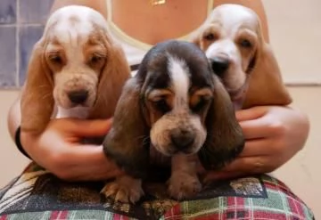 Cuccioli bassethound di alta genealogia | Foto 1