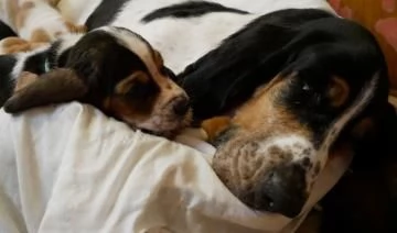 Cuccioli bassethound di alta genealogia | Foto 0