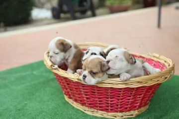 Cuccioli Di Bulldog Inglese 2 Maschi 3 Femmine. | Foto 2