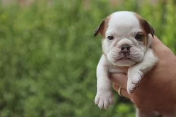 Cuccioli Di Bulldog Inglese 2 Maschi 3 Femmine. | Foto 1