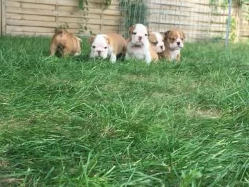 Cuccioli Di Bulldog Inglese 2 Maschi 3 Femmine.