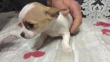 Cucciola Chihuahua a pelo corto | Foto 0