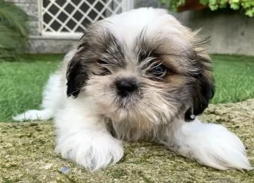 Cuccioli di shitzu (maschio e femmina) | Foto 2